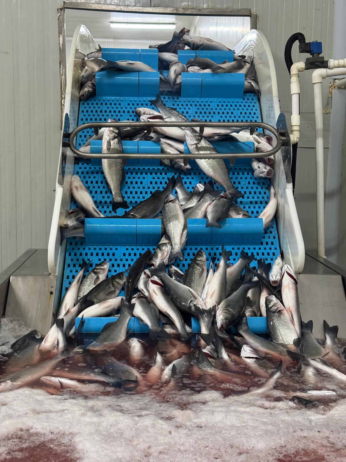 Cold Chain Logistics