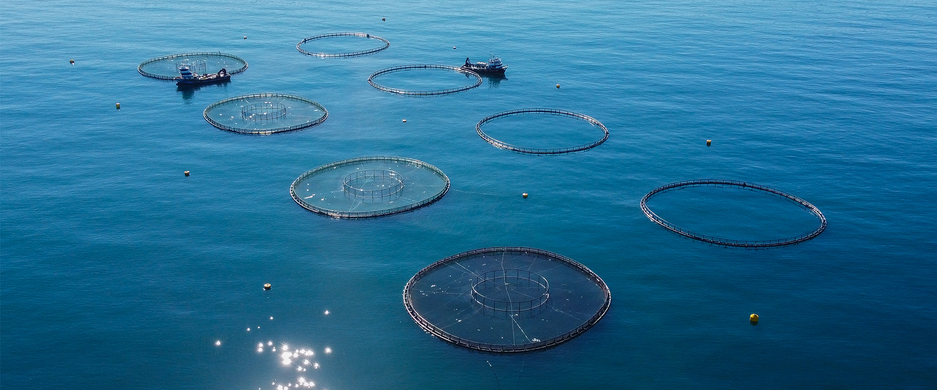 A B2B Guide to Turkish Salmon for Export Procurement – Kıyak Group