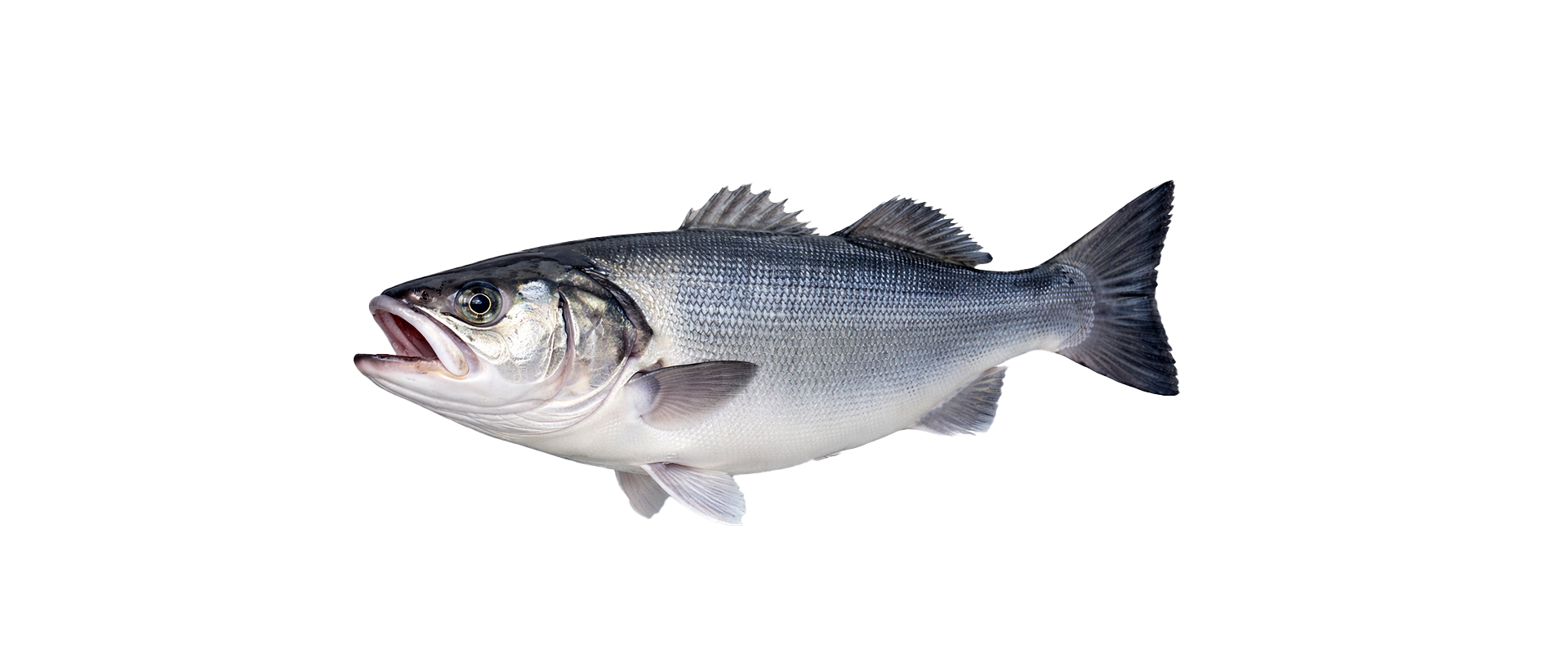 Premium Seabass