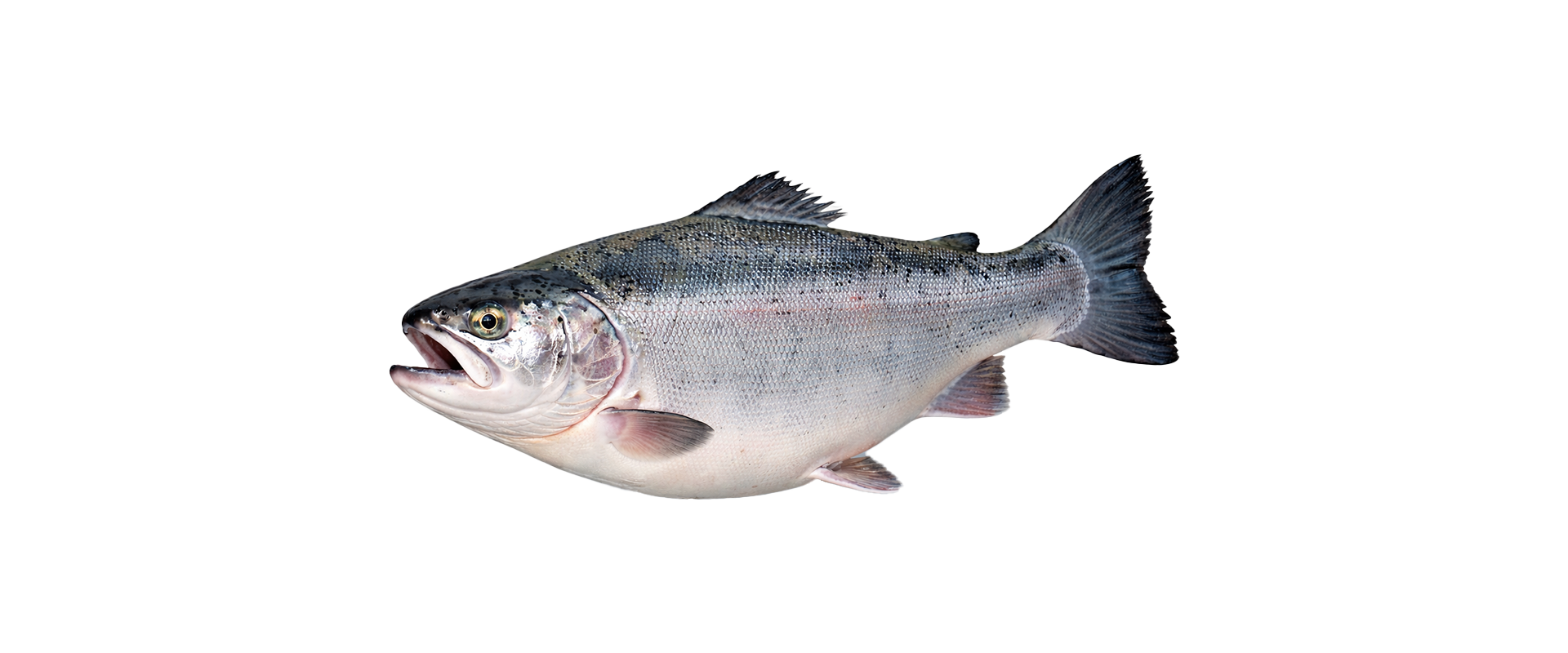Turkish Salmon Trout