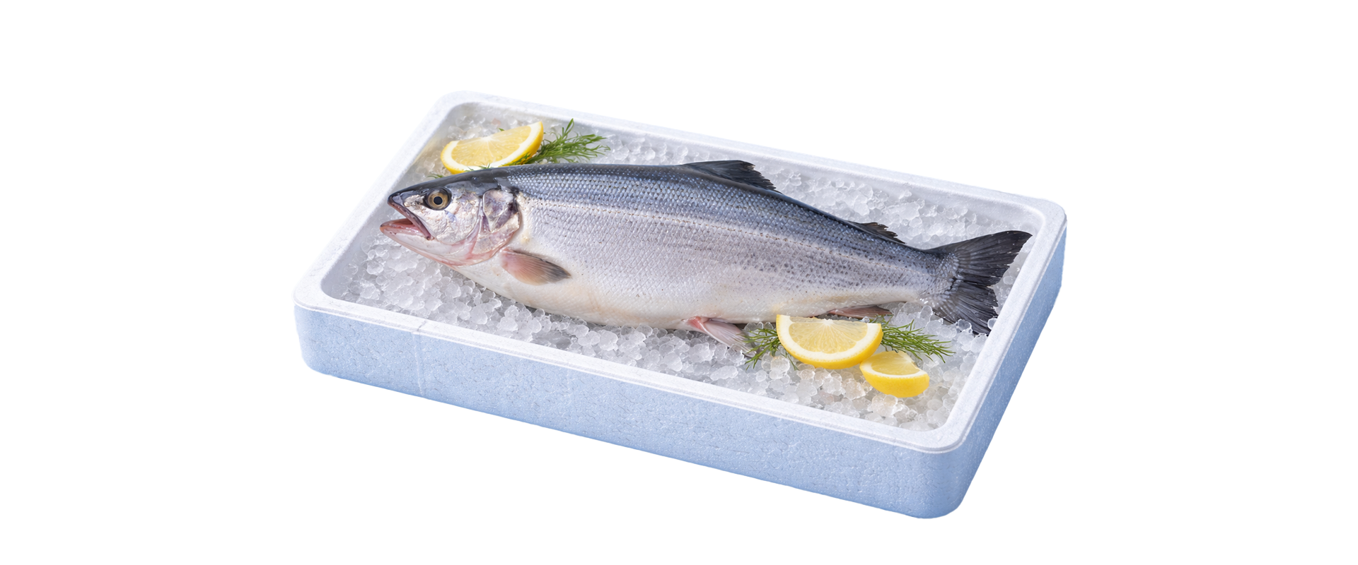 Turkish Salmon Trout Export Packaging